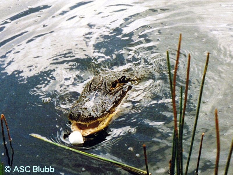 placeholder image-sq