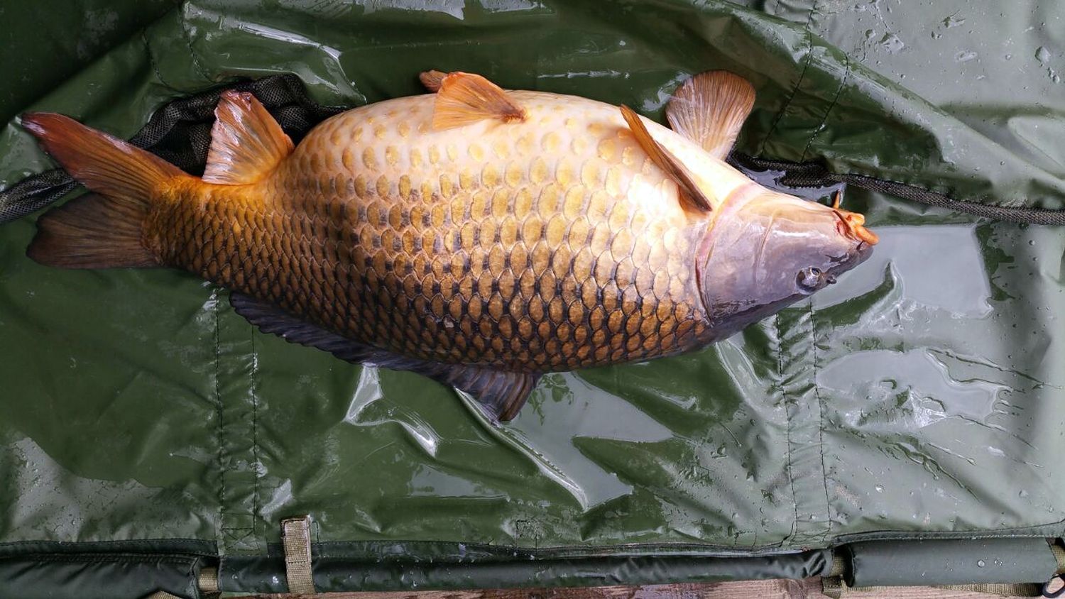 placeholder image-sq