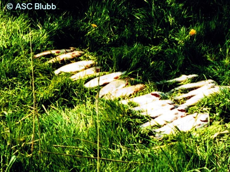 placeholder image-sq